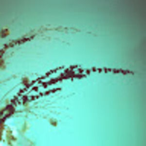 Meet your Posher, Nira